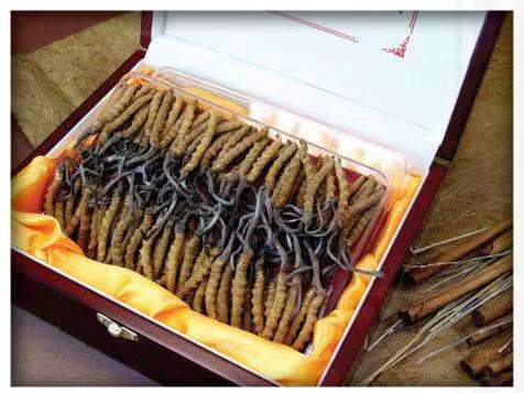 弥勒冬虫夏草回收